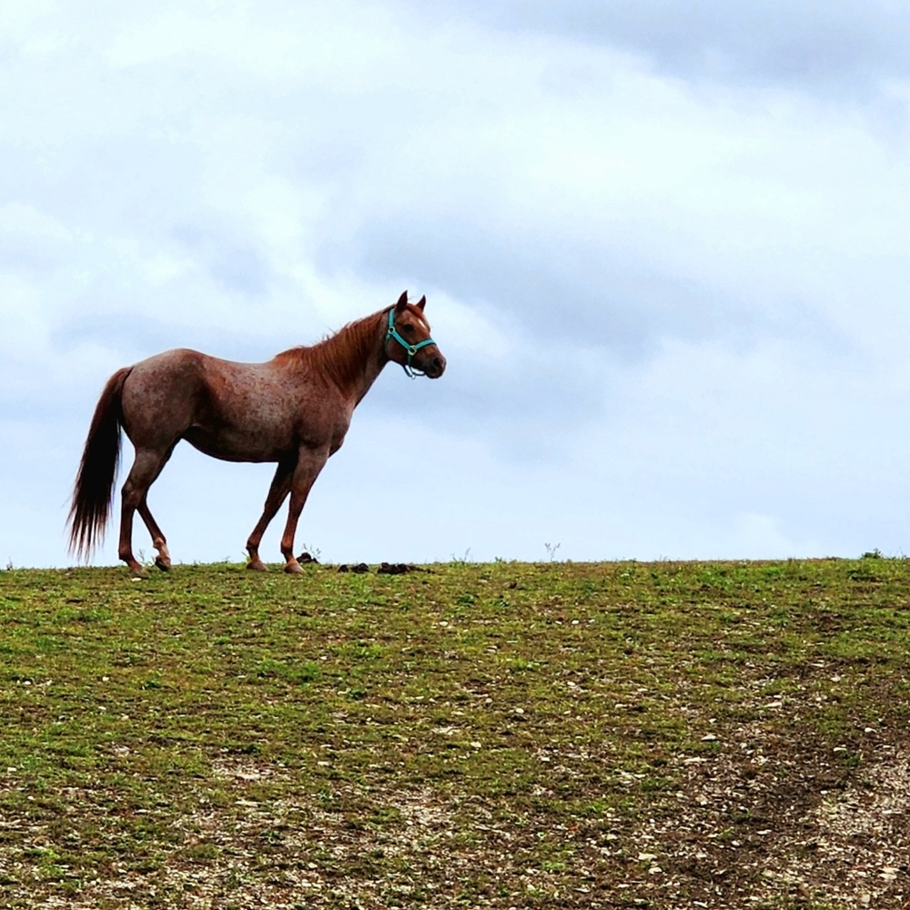 Meet your Posher, Cody n angel